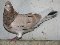 Almond hen, Roller, bred by: Arif Mumtaz