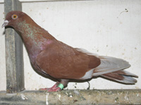 Lebanon bronze hen- Bred by: Arif Mumtaz