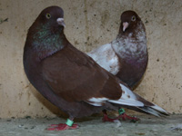 Lebanon bronze cock and recessive red frill stencil hen - Bred by: Arif Mumtaz