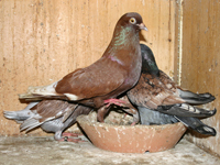 Lebanon bronze cock and toy stencil hen - Bred by: Arif Mumtaz