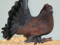 Brander bronze Fantail - Breeder Lynn Kral