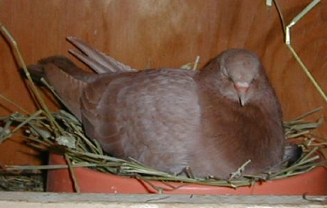 Ash-red recessive red almond roller cock