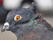 Indian Fantail  Photo Credit: University of Utah