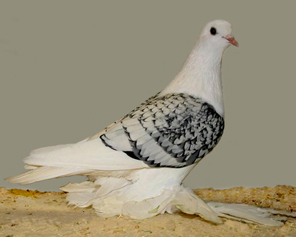 Ice Pigeon