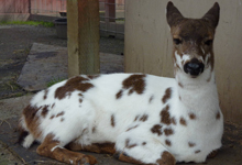 Pied Deer