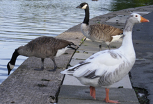 Canadian Geese