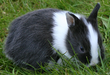 Netherland Dwarf Rabbit