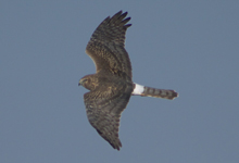 Northern Harrier