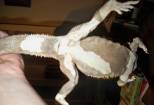 Bearded Dragon