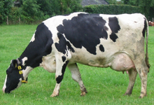 Holstein Cow