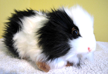 Guinea Pig