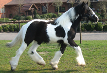 Piebald Horse