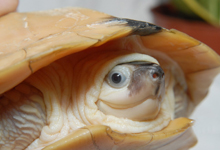 Leucistic black marsh turtle