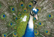 peacock