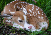 Piebald Fawn