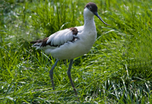 Pied Avocet