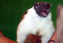 Pied Tamarin