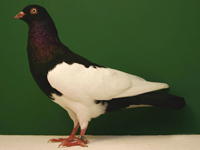 German Magpie, Black, Bred by: Wes Heidrich