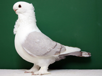 Oriental Frill Satinette, Brown White Bar, Bred by: Tom Beric